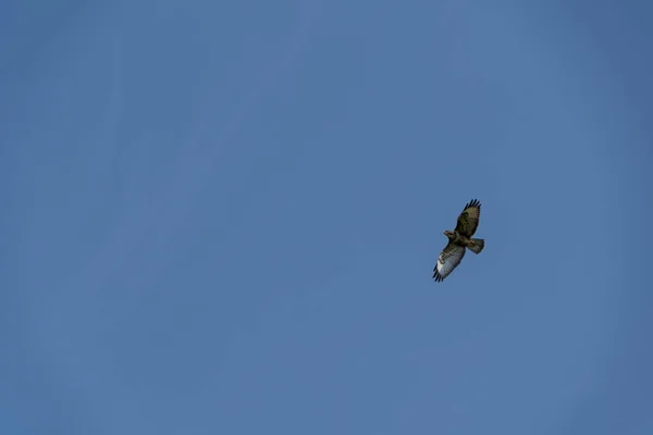 Bir Yaz Gününün Mavi Gökyüzünde Uçan Bir Şahin — Stok fotoğraf