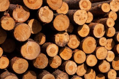 Bir bahar günü, bir ormanda odun yığını.