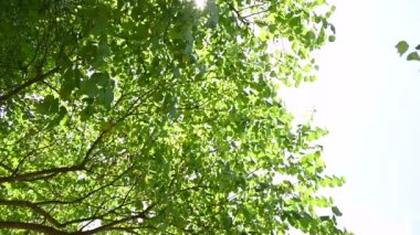 Güneş dalların ve ağaçların arasından gökyüzünde parlıyor. kopyalama alanı. Huzur arka plan konsepti. 4k video, boşluğu kopyala.