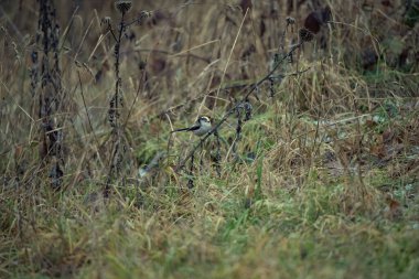 Ore Dağları 'ndaki ormanda yürüyüş.