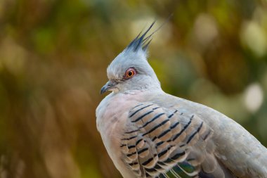 Çevremizde vahşi ve güzel doğa