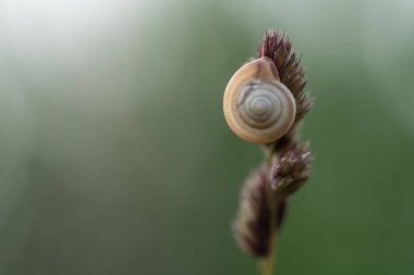 Vahşi ve güzel doğa, Makro.