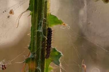 Vahşi ve güzel doğa, Makro.