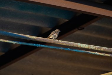 Çevremizde vahşi ve güzel doğa