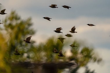 Çevremizde vahşi ve güzel doğa