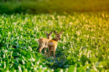 Çevremizde vahşi ve güzel doğa
