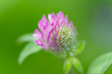 Vahşi ve güzel doğa, Makro.