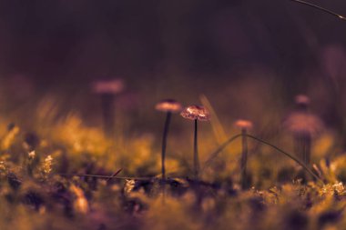 Vahşi ve güzel doğa, Makro.