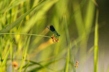 Vahşi ve güzel doğa, Makro.