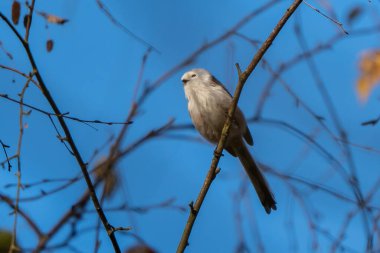 Çöldeki vahşi bir kuşun fotoğrafı.