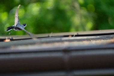 Dağlardaki vahşi doğadan makro fotoğrafçılık, makro ve vahşi yaşam