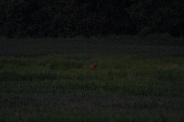 Dağlardaki vahşi doğadan makro fotoğrafçılık, makro ve vahşi yaşam