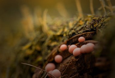 Dağlardaki vahşi doğadan makro fotoğrafçılık, makro ve vahşi yaşam