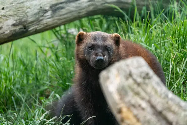 Vahşi yaşam koruma alanındaki hayvanların fotoğrafları.