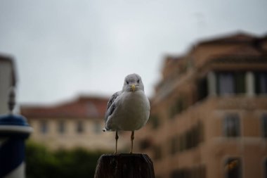 Venedik, anıtlar ve İtalya