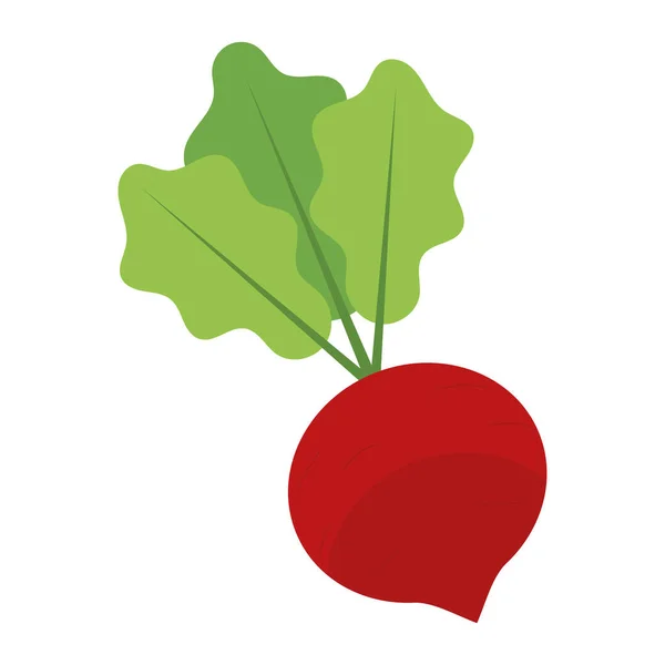 Ilustrasi Vektor Ikon Sayuran Raddish Berwarna Terisolasi - Stok Vektor