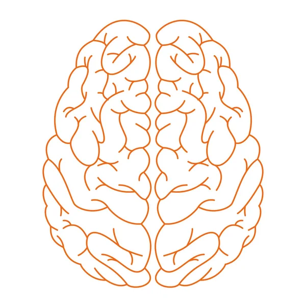 脳アイコンの孤立した輪郭ベクトル図 — ストックベクタ