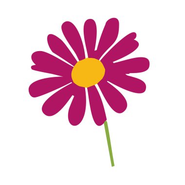 Magenta papatya sarısı merkez. Vektör illüstrasyonu