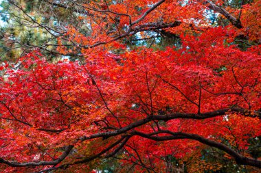 Kyoto, Japonya 'daki Güzel sonbahar yapraklarının arkaplanı 