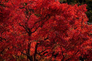 Kyoto, Japonya 'daki Güzel sonbahar yapraklarının arkaplanı 