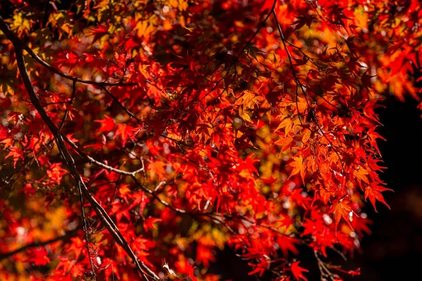 Background of Beautiful autumn leaves in Kyoto, JAPAN
