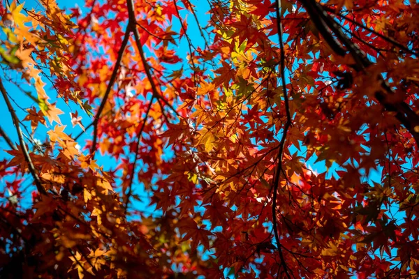 Pozadí Krásné Podzimní Listy Kjótu Japonsko — Stock fotografie