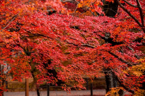 Pozadí Krásné Podzimní Listy Kjótu Japonsko — Stock fotografie