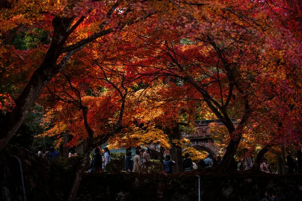 Hintergrund Der Schönen Herbstblätter Kyoto Japan — Stockfoto