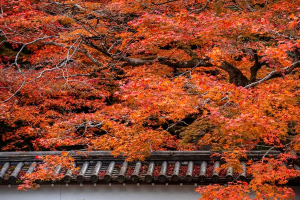 Achtergrond Van Mooie Herfstbladeren Kyoto Japan — Stockfoto