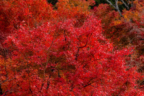 Achtergrond Van Mooie Herfstbladeren Kyoto Japan — Stockfoto