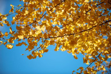 Sarı Gingko Ağacının dokusu Çarpıcı Bir Arkaplan Oluşturur