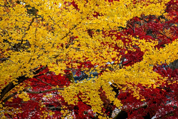 Желтый Гингко Три Создает Захватывающую Сцену Садах Нэндзи Киото Япония — стоковое фото
