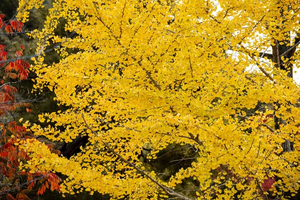 南禅寺の庭園に黄色の銀杏の木が魅力的な光景を生み出す — ストック写真