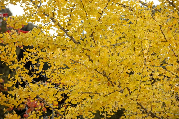 Tekstur Pohon Gingko Kuning Membuat Latar Belakang Striking — Stok Foto