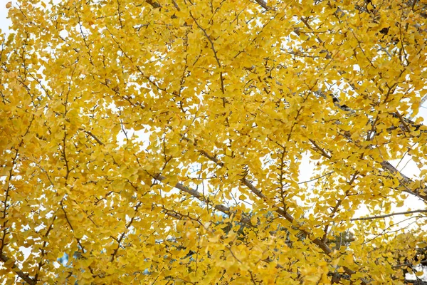 Текстура Желтого Дерева Гингко Создает Яркий Фон — стоковое фото