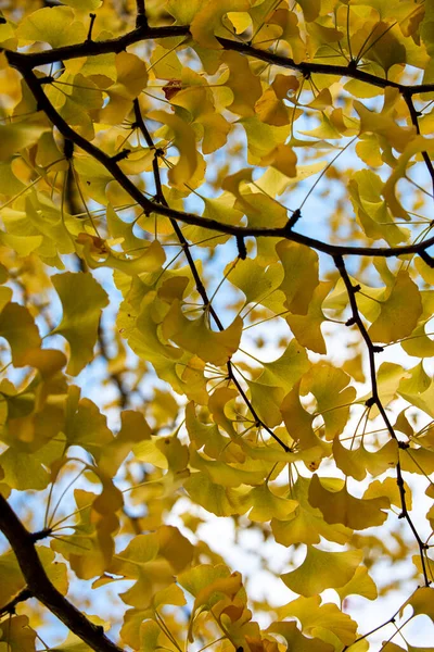 Sarı Gingko Ağacının Dokusu Çarpıcı Bir Arkaplan Oluşturur — Stok fotoğraf