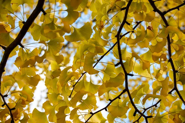 Textura Žlutého Stromu Gingko Vytváří Strhující Pozadí — Stock fotografie