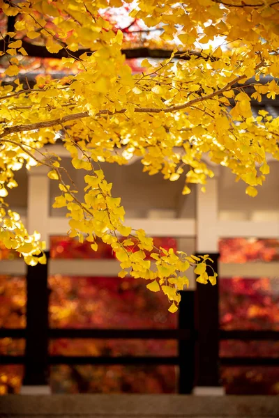 Textur Eines Gelben Gingko Baumes Schafft Einen Markanten Hintergrund — Stockfoto