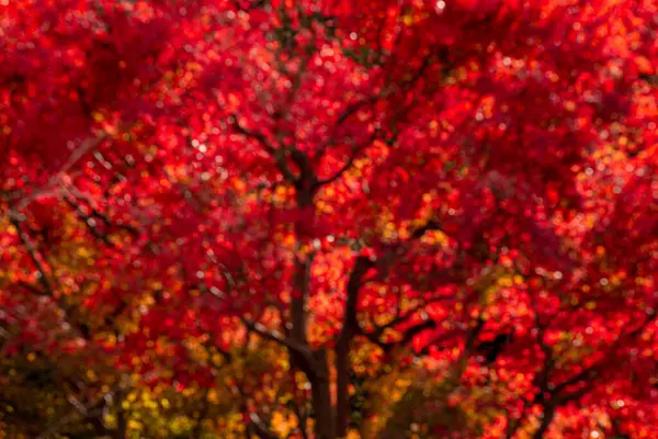 Фон Осенних Листьев Киото Япония — стоковое фото