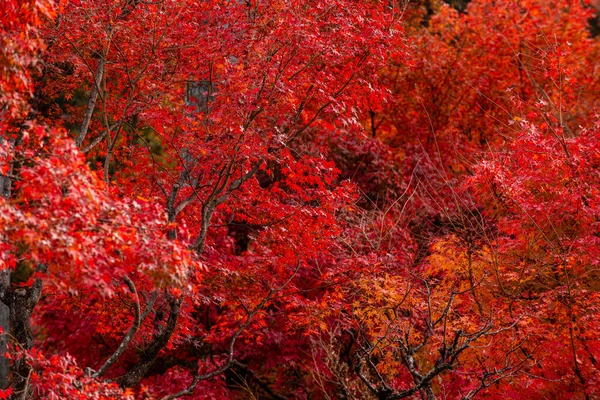Природа Мальовничого Осіннього Листя Кіото Японія — стокове фото
