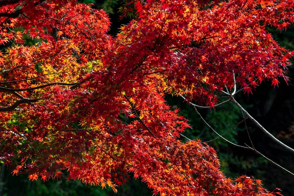 Háttér Gyönyörű Őszi Levelek Kiotóban Japan — Stock Fotó