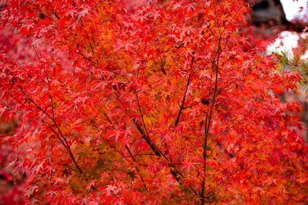 Fundo Belas Folhas Outono Kyoto Japão — Fotografia de Stock