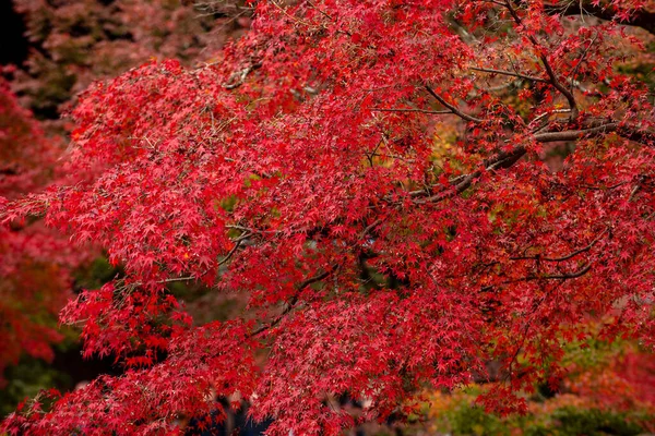 Background Beautiful Autumn Leaves Kyoto Japan — Stock Photo, Image