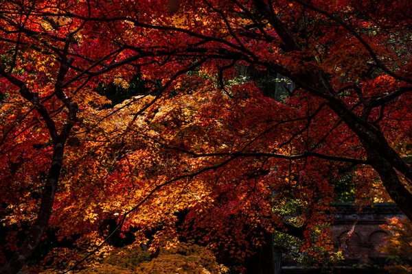 Háttér Gyönyörű Őszi Levelek Kiotóban Japan — Stock Fotó