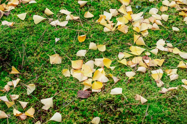 Zlatá Záře Živé Listy Ginkgo Malují Podzimní Podlahu Nádherném Zobrazení — Stock fotografie