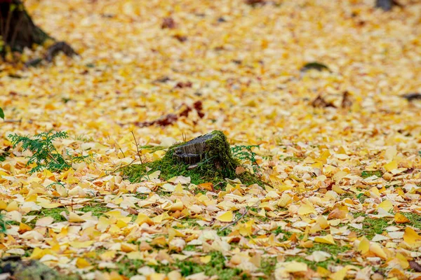 Golden Glow Vibrerande Ginkgo Blad Måla Höstgolvet Spektakulär Visning Naturens — Stockfoto
