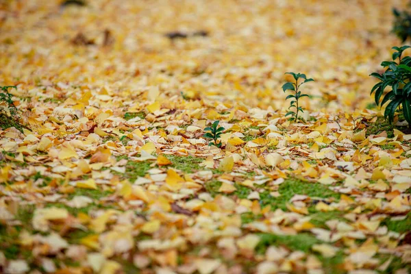 Zlatá Záře Živé Listy Ginkgo Malují Podzimní Podlahu Nádherném Zobrazení — Stock fotografie