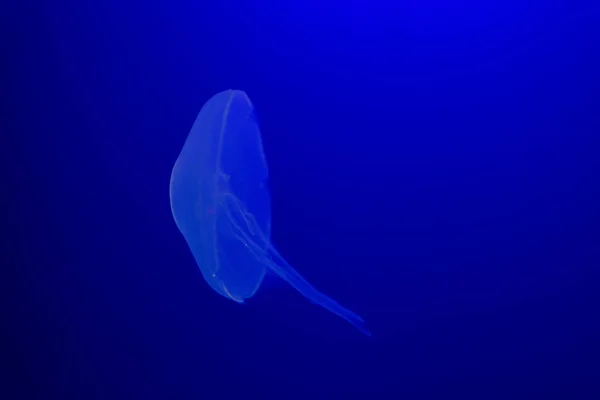 Background Of Beautiful Blue Neon Jellyfish