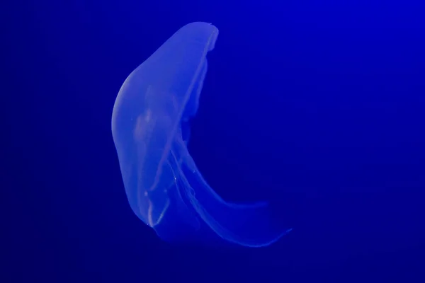 Background Of Beautiful Blue Neon Jellyfish. Aquarium
