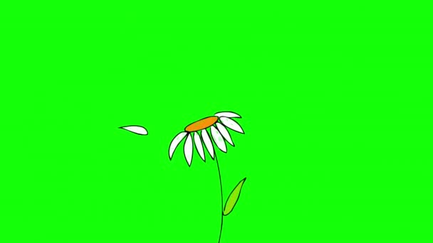 Квітка Квітка Квітка Цикл Іконок Анімація Відео Прозорий Фон Альфа — стокове відео